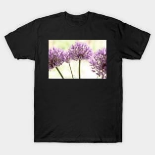 Allium &#39;Powder Puff&#39; AGM Ornamental onion Edit T-Shirt